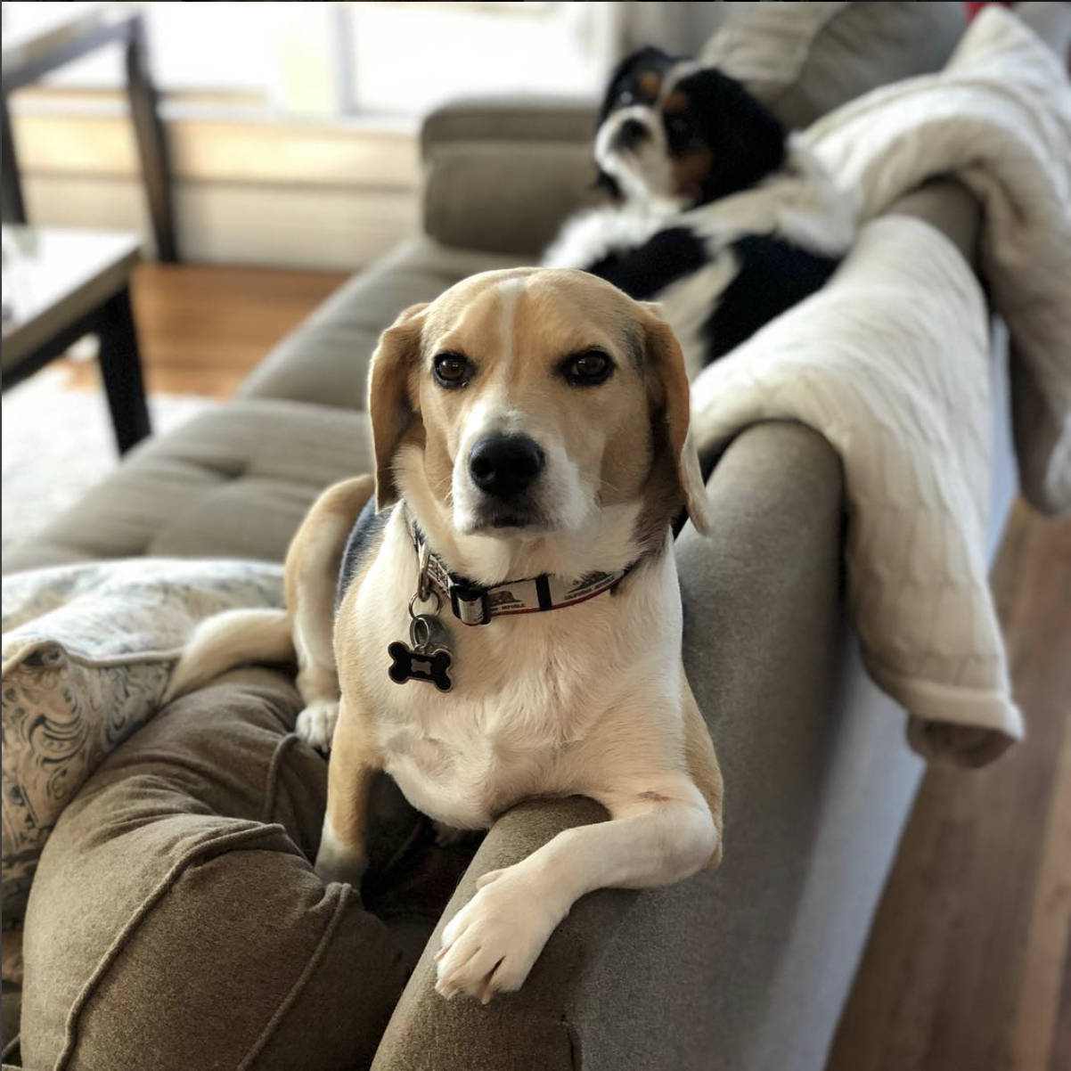 Pinto, Co-Chief Executive Hound